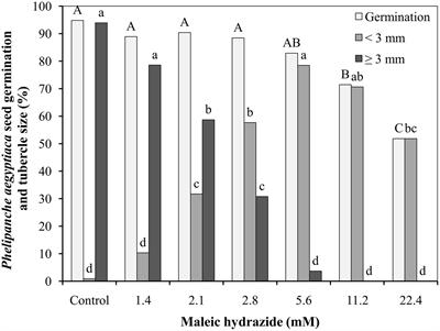 The Influence of the Plant Growth Regulator Maleic Hydrazide on Egyptian Broomrape Early Developmental Stages and Its Control Efficacy in Tomato under Greenhouse and Field Conditions